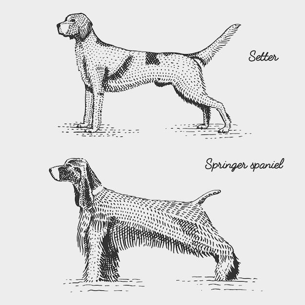 Plik wektorowy rasy psów grawerowane, ręcznie rysowane ilustracja w stylu drzeworytu