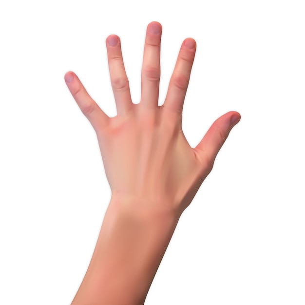 Realistyczna 3D sylwetka otwarta ręka na bielu