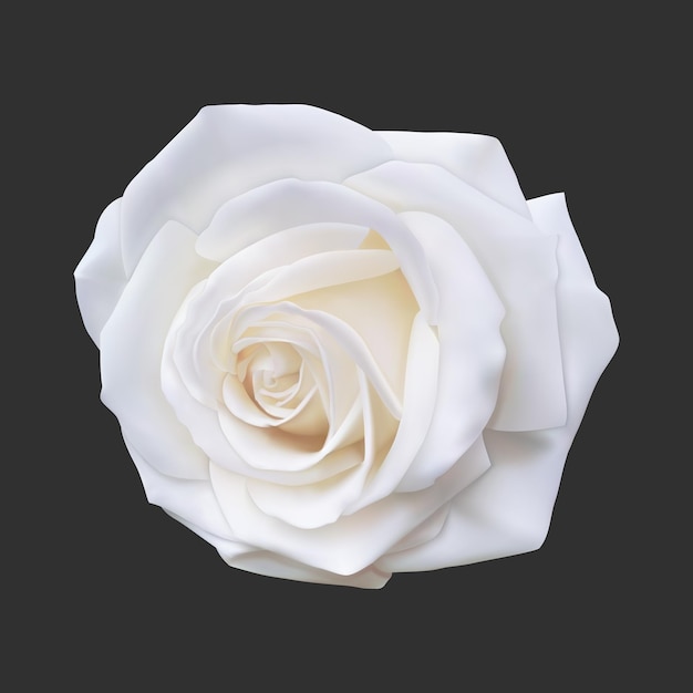 Realistyczna biała róża