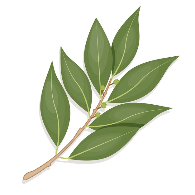 Realistyczna gałąź liścia laurowego w płaskich suszonych liściach laurowych do przyprawienia ilustracji wektorowych przepis na opakowania