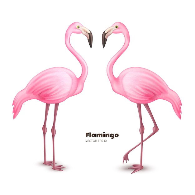 Realistyczna Ilustracja Flamingo 3d