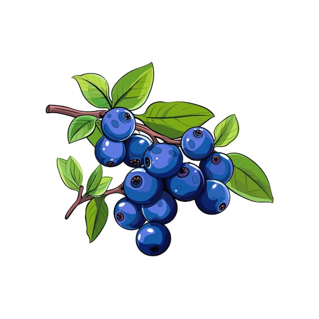 Plik wektorowy realistyczna ilustracja wektorowa owoców blue berry