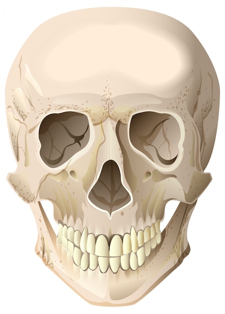 Plik wektorowy realistyczna ludzka czaszka