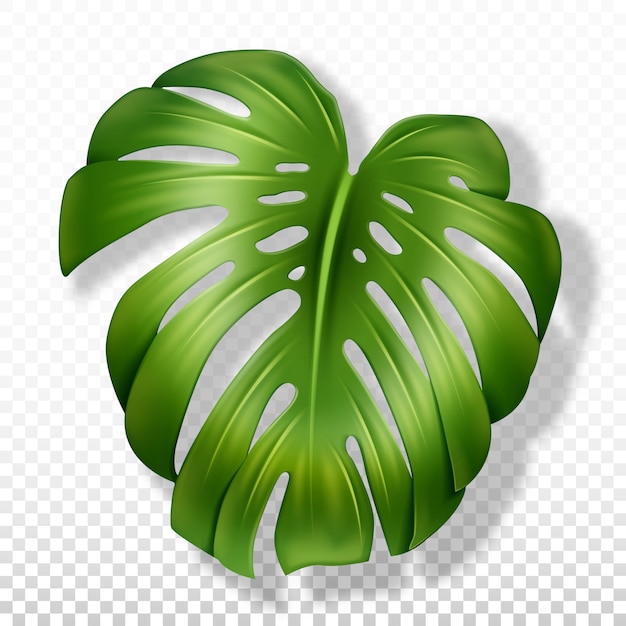 realistyczna monstera z dużymi liśćmi