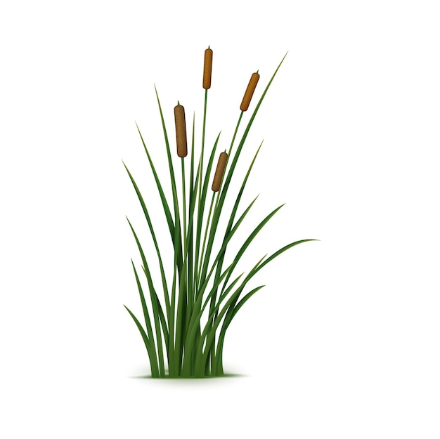 Realistyczna trzcina i trawa Izolowana roślina wektorowa 3D znana również jako Phragmites jest wysoką wieloletnią trawą, która powszechnie występuje na terenach podmokłych i wzdłuż krawędzi stawów i strumieni
