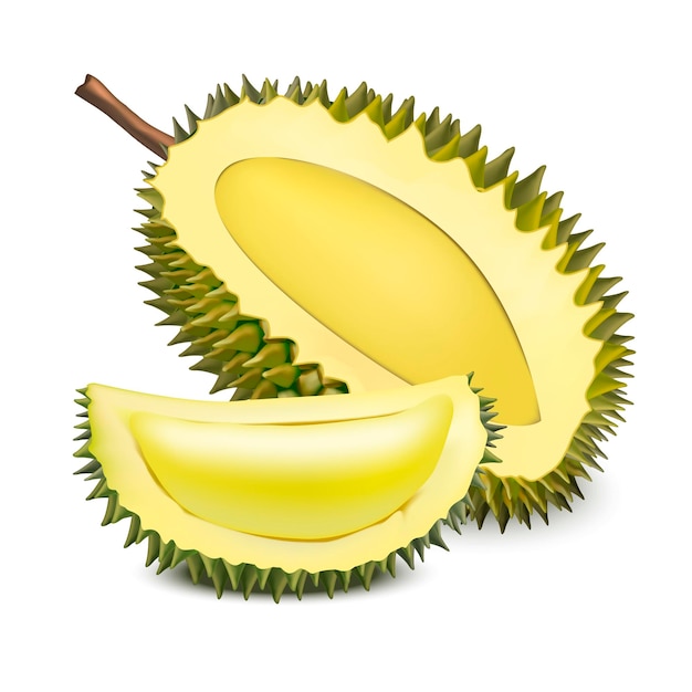 Realistyczne 3d Szczegółowe Owoce Durian Vector