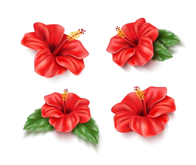 Realistyczne Czerwone Egzotyczne Kwiaty Hibiskusa