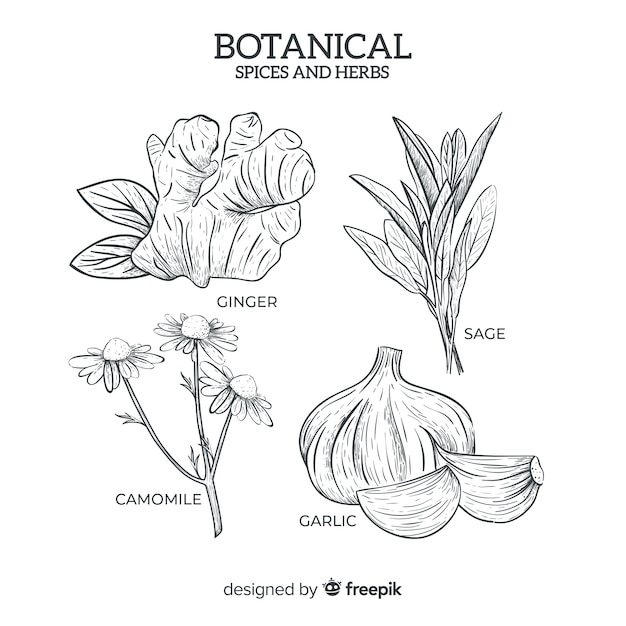 Realistyczne Ręcznie Rysowane Botaniczne Przyprawy I Zioła