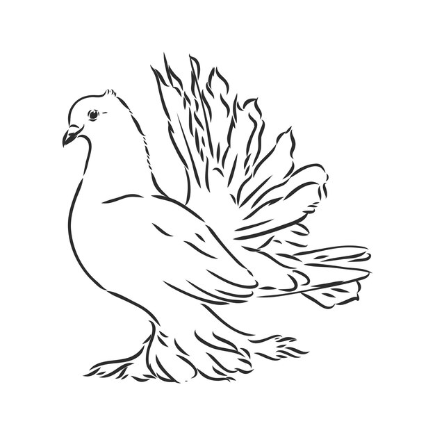 Realistyczne ręcznie rysowane gołąb. Ilustracja wektorowa lub element projektu.