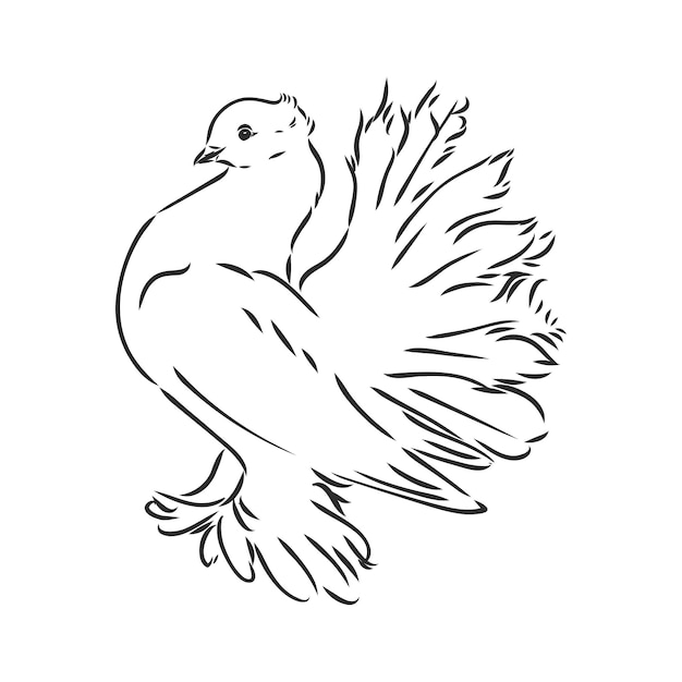 Realistyczne ręcznie rysowane gołąb. Ilustracja wektorowa lub element projektu.