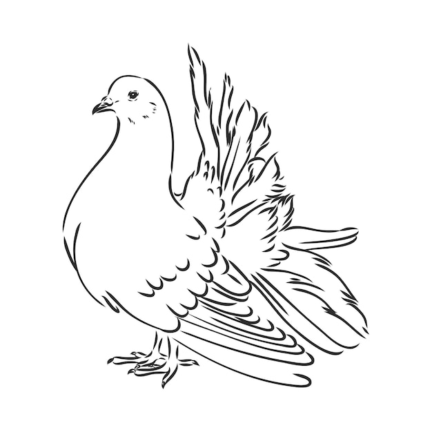 Realistyczne ręcznie rysowane gołąb. Ilustracja wektorowa lub element projektu.