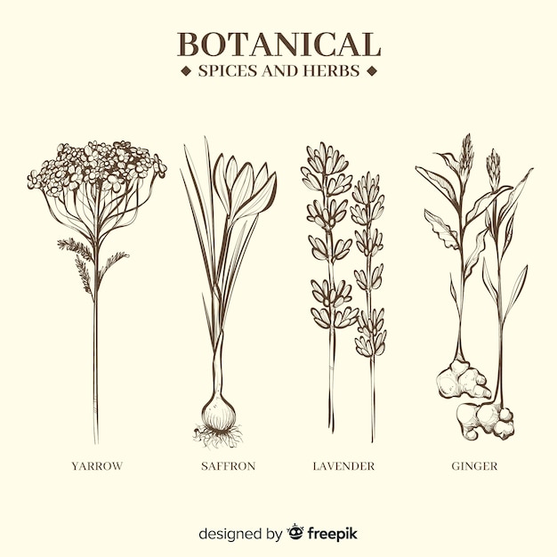 Realistyczne Ręcznie Rysowane Przyprawy I Zioła