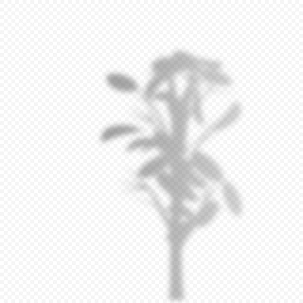 Plik wektorowy realistyczne wektor przezroczysta nakładka blured cień gałęzi roślin krytych. element projektu do prezentacji i makiet. efekt nakładki cienia drzewa.