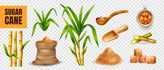 Plik wektorowy realistyczny przezroczysty zestaw z trzciny cukrowej z symbolami rolnictwa na białym tle ilustracji wektorowych
