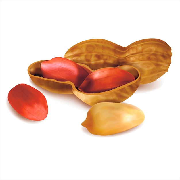 Realistyczny szczegółowy 3d Peanut in Nutshell Set Vector