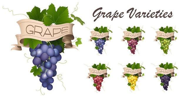 Plik wektorowy realistyczny zestaw winogron z miejscem na napis różne odmiany winogron grafika wektorowa