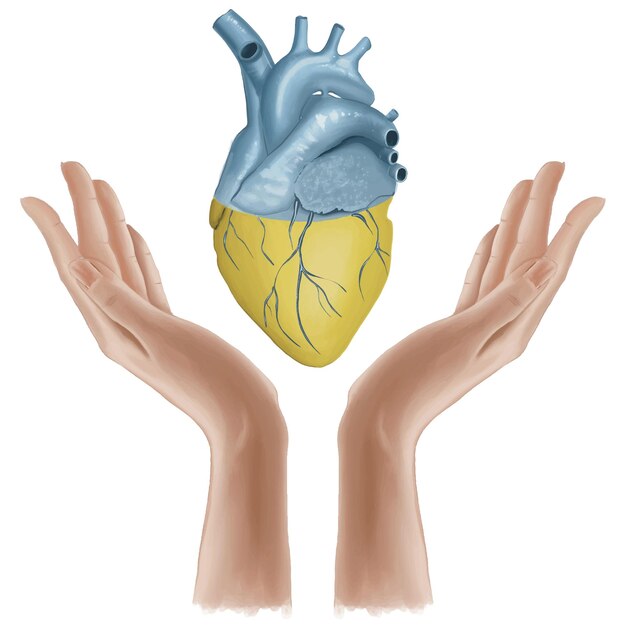 Plik wektorowy ręce trzymające anatomiczne serce w kolorach ukraińskiej flagi