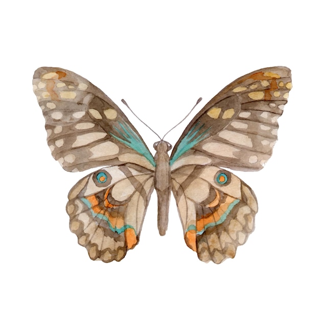 Plik wektorowy ręcznie malowany motyl akwarela