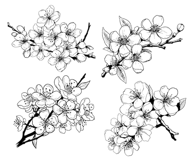 Plik wektorowy ręcznie narysowana gałąź sakury z kwiatami kwiaty liście płatki nowoczesny styl sztuki botaniczny