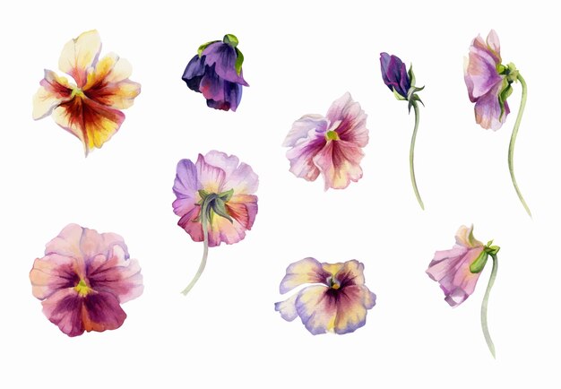 Ręcznie Narysowana Ilustracja Akwarelowo-boho Botaniczne Kwiaty Kolorowe Pansy Viola Impatiens