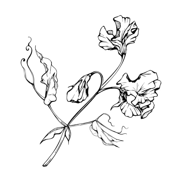 Ręcznie narysowana ilustracja atramentem wektorowym kwiaty botaniczne liście słodki wieczny groszek vetch