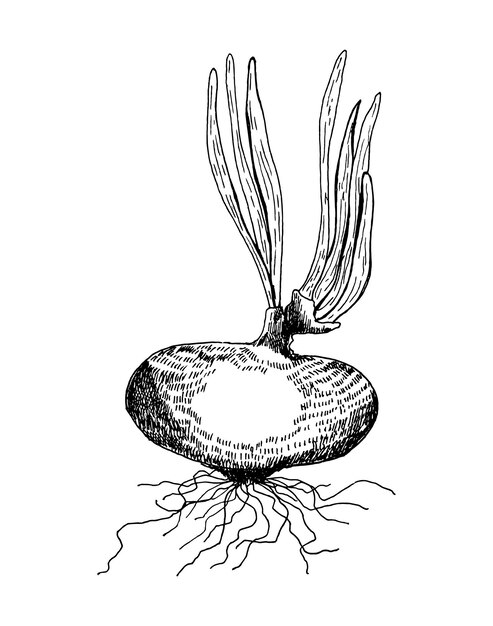 Plik wektorowy ręcznie narysowana ilustracja dwóch cebuli, jednej całkowitej i jednej pociętej, przedstawiająca szczegółowe tekstury