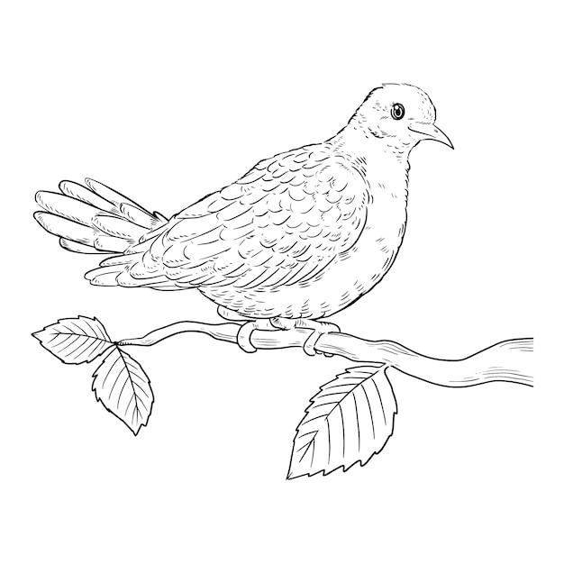 Ręcznie narysowana ilustracja konturów gołębia