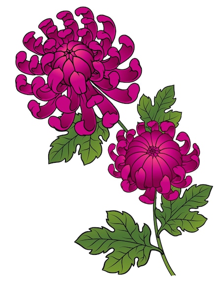 Ręcznie Narysowana Ilustracja Kwiatu Chryzantemy