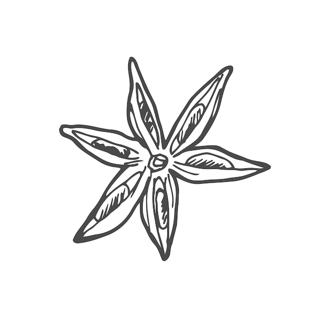 Ręcznie narysowana ilustracja wektorowa gwiazdy anisu Izolowany szkic gwiazdy anisu Grawerowana ilustracja Bla