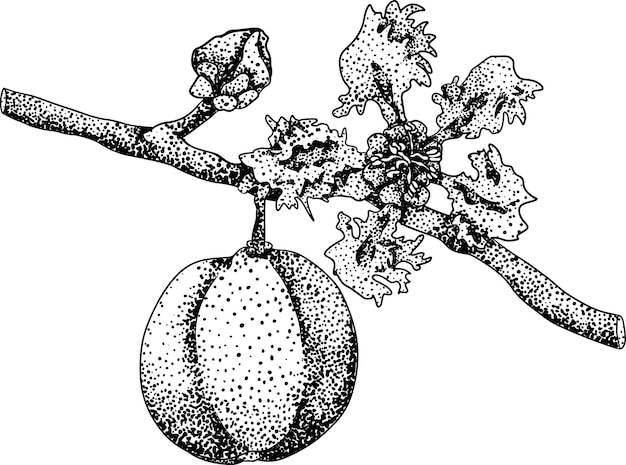 Plik wektorowy ręcznie narysowany grawer czerwonej aceroli jagody wiśnia barbados malpighia emarginata ilustracja