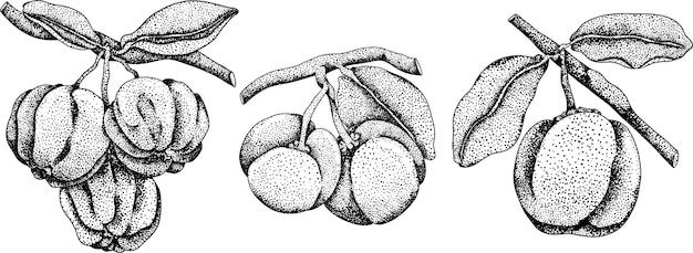 Plik wektorowy ręcznie narysowany grawer czerwonej aceroli jagody wiśnia barbados malpighia emarginata ilustracja