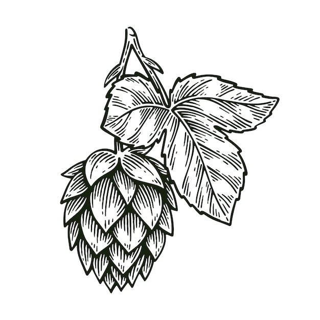 Ręcznie narysowany Humulus Lupulus Line Art Gravering Style Ilustracja wektorowa
