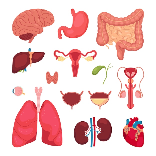 Ręcznie narysowany płaski oryginalny zestaw ciała ludzkiego z kolekcją organów anatomicznych