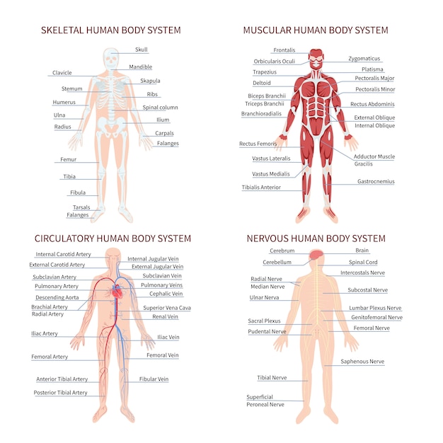 Plik wektorowy ręcznie narysowany płaski zestaw kolekcji układów narządów ludzkiego ciała z infografiką ludzkiego ciała