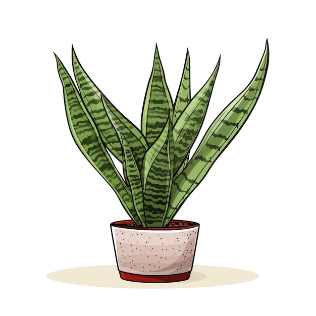 Plik wektorowy ręcznie narysowany snake plant sansevieria trifasciata kreskówka wektorowa ilustracja klipart