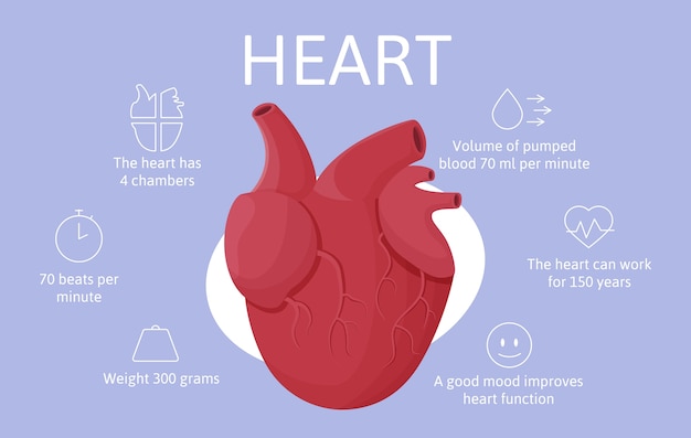 Plik wektorowy ręcznie narysowany szablon infografiki płaskiego narządu z anatomicznym sercem i ikonami