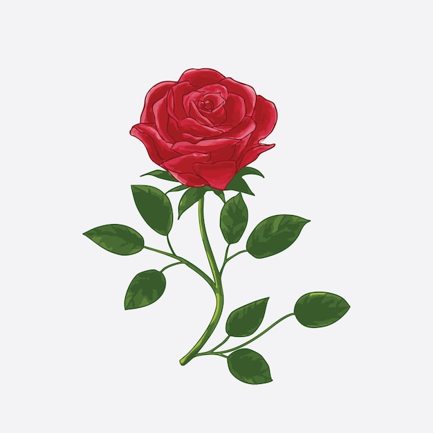 Ręcznie narysowany wektor ilustracji różowej róży