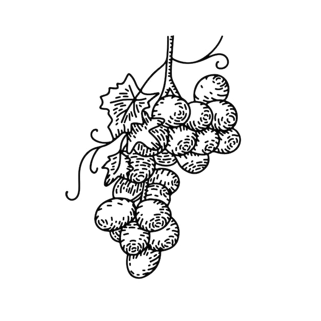 Ręcznie Narysowany Wiązek Winogron W Stylu Grawerowanym