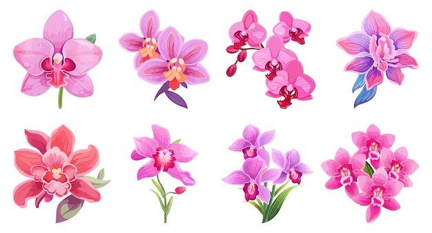 Plik wektorowy ręcznie narysowany zestaw ilustracji kwiatów orchidei