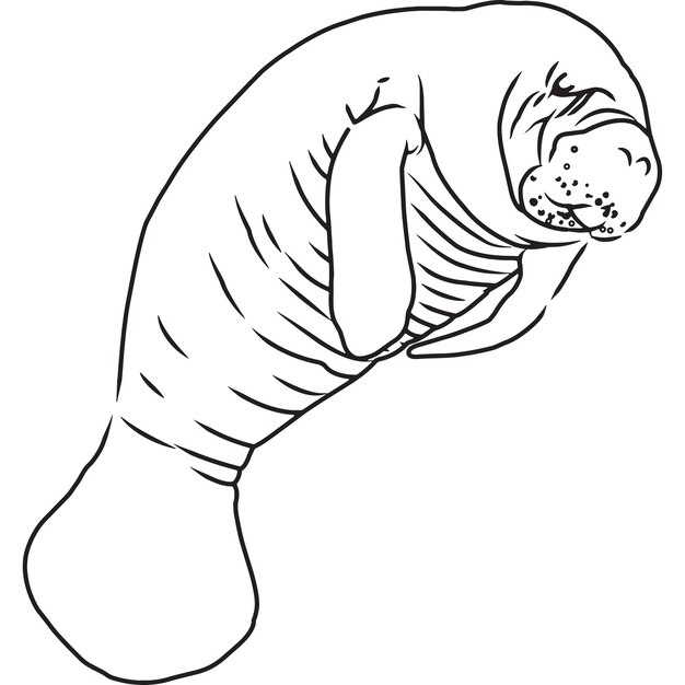 Ręcznie Naszkicowane, Ręcznie Rysowane Manatee Vector