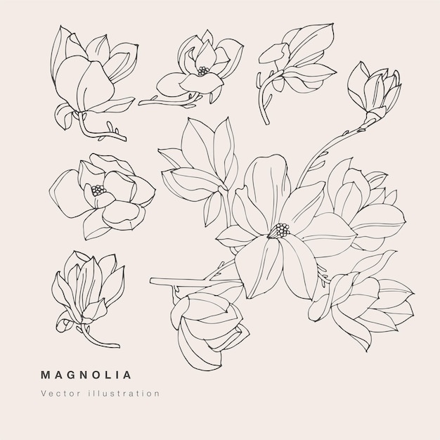 Ręcznie Rysować Ilustracja Kwiaty Magnolii. Wieniec Kwiatowy. Botaniczna Karta Kwiatowy Na Białym Tle.