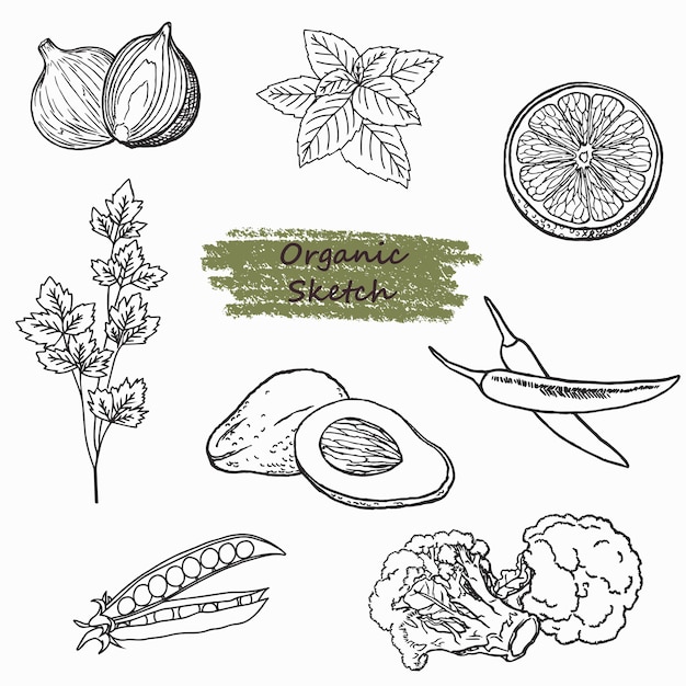 Ręcznie rysować zestaw szkiców organicznych