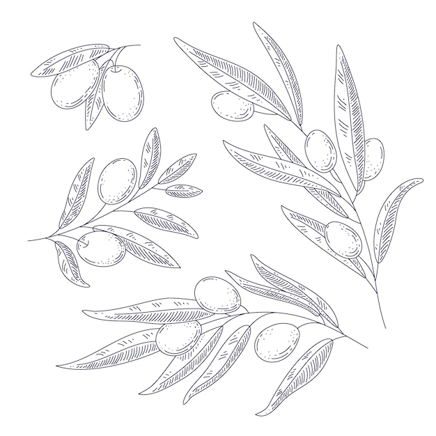 Plik wektorowy ręcznie rysowana ilustracja konturu gałązki oliwnej