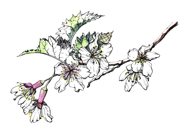 Ręcznie Rysowane Akwarela I Atrament Kwiaty Wiśni I Liście Na Gałęzi