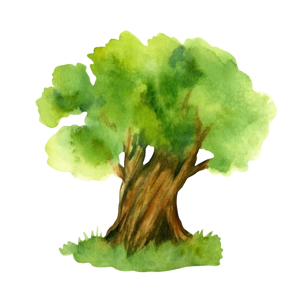 Ręcznie Rysowane Akwarela Ilustracja Drzewa Oliwnego Na Białym Tle Na Białym Tle