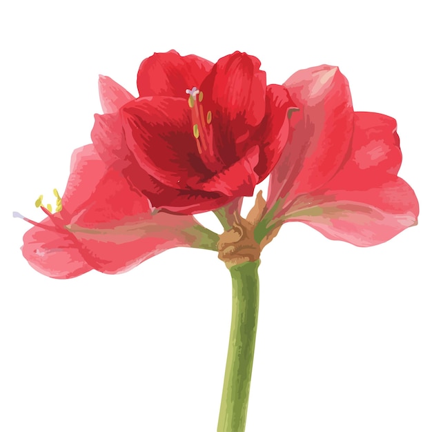 Ręcznie rysowane akwarela wektor amarylis hippeastrum kwiat