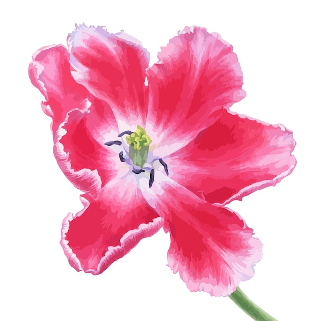 Ręcznie Rysowane Akwarela Wektor Kwiatu Tulipana