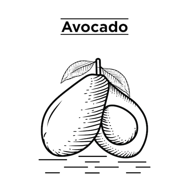Plik wektorowy ręcznie rysowane awokado