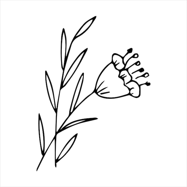 Ręcznie Rysowane Doodle Element Roślinny Do Koncepcji Projektu Kwiatowego