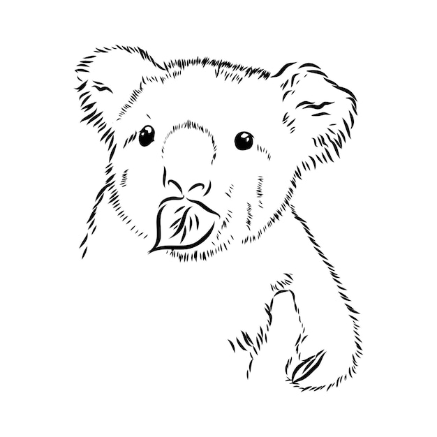 Ręcznie Rysowane Doodle Ilustracji Wektorowych ładny Koala Koala Szkic Ikona Zapisz Koncepcję Australii